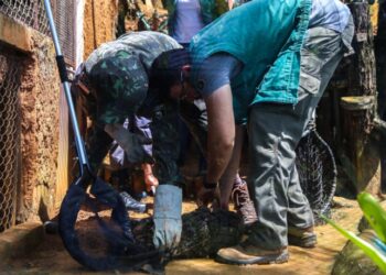 Prefeitura alerta para o aparecimento de animais silvestres e peçonhentos