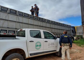 PRF flagra transporte irregular de animais no interior baiano