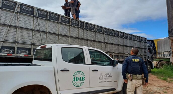 PRF flagra transporte irregular de animais no interior baiano