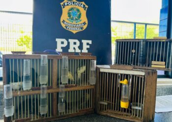 PRF resgata 14 aves silvestres durante fiscalização a ônibus interestadual na Bahia