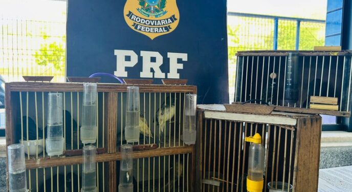 PRF resgata 14 aves silvestres durante fiscalização a ônibus interestadual na Bahia