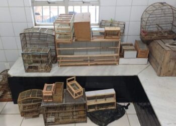 PRF e Polícia Civil desarticulam grupo de tráfico de animais silvestres