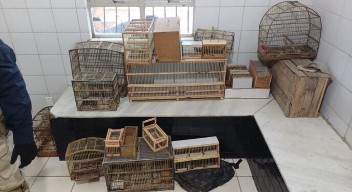 PRF e Polícia Civil desarticulam grupo de tráfico de animais silvestres