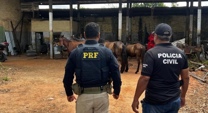 PRF e Polícias Civil e Militar retiram animais soltos das rodovias na Bahia
