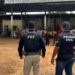 PRF e Polícias Civil e Militar retiram animais soltos das rodovias na Bahia