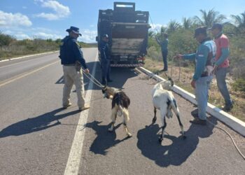 PRF recolhe 59 animais soltos nas rodovias federais na BA, AL e PE