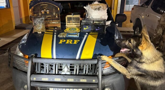 Cão da PRF descobre drogas, munições, eletrônicos e aves silvestres em ônibus