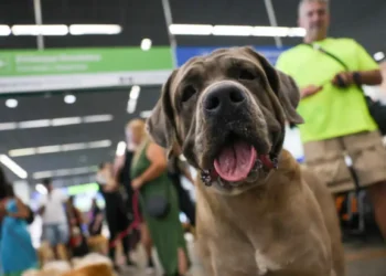 STF suspende lei sobre transporte aéreo de animais de apoio emocional