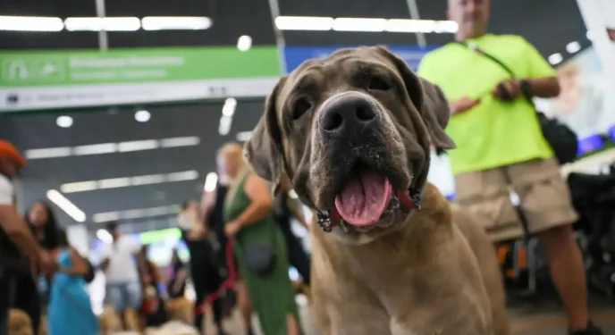 STF suspende lei sobre transporte aéreo de animais de apoio emocional