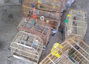 Polícia Civil autua dupla por crime ambiental e apreende aves no interior baiano