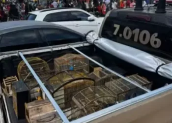 PM resgata aves silvestres que seriam vendidas ilegalmente na Bahia