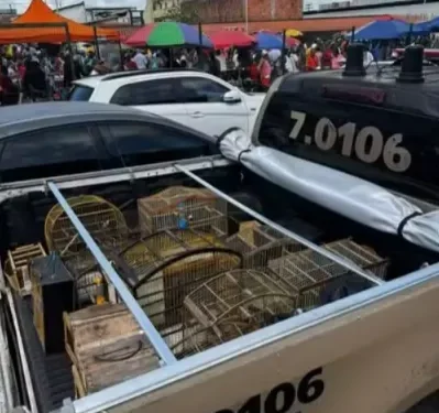 PM resgata aves silvestres que seriam vendidas ilegalmente na Bahia