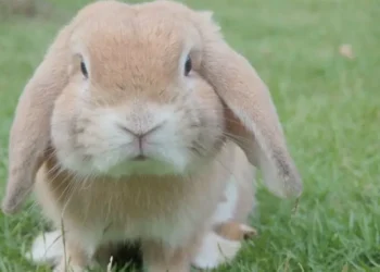 Juíza obriga área a levar coelho de estimação em cabine de avião