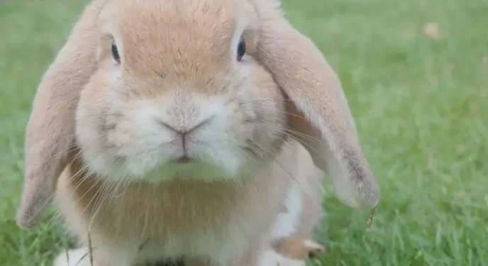 Juíza obriga área a levar coelho de estimação em cabine de avião