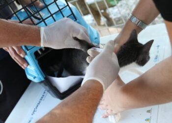 Conselho de Veterinária alerta para doença que afeta gatos