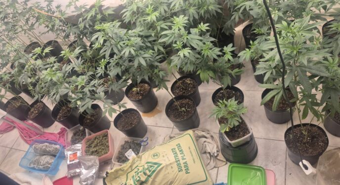 Estufa para produção de maconha é descoberta na Bahia