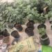 Estufa para produção de maconha é descoberta na Bahia