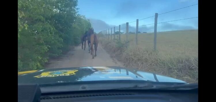 PRF retira animais soltos na BR-101 na Bahia