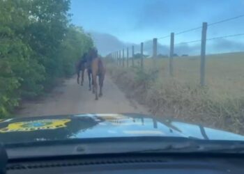 PRF retira animais soltos na BR-101 na Bahia