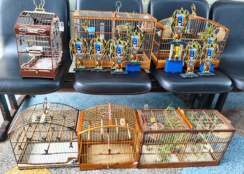 PM prende 3 suspeitos e resgata 6 aves silvestres na Bahia