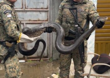 PM resgata enorme sucuri na Bahia