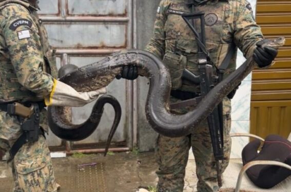 PM resgata enorme sucuri na Bahia