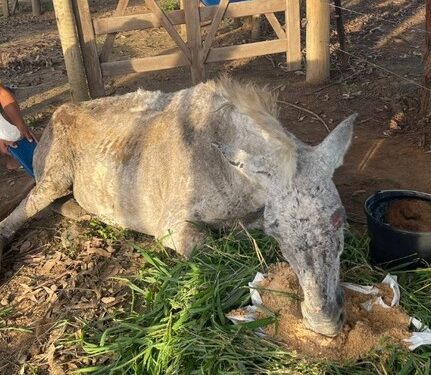 PRF realiza ação humanitária e resgata animal em situação de maus-tratos na Bahia