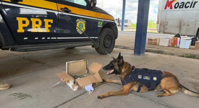PRF apreende drogas, eletrônicos e cosméticos em ônibus interestadual na Bahia
