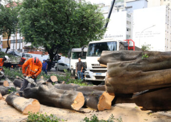 Risco iminente de queda obriga município a remover árvore mesmo em área privada