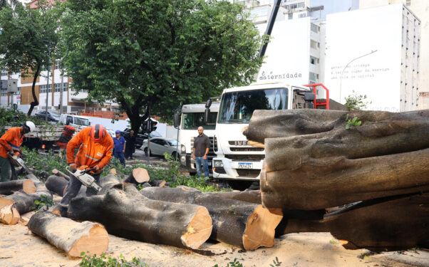 Risco iminente de queda obriga município a remover árvore mesmo em área privada