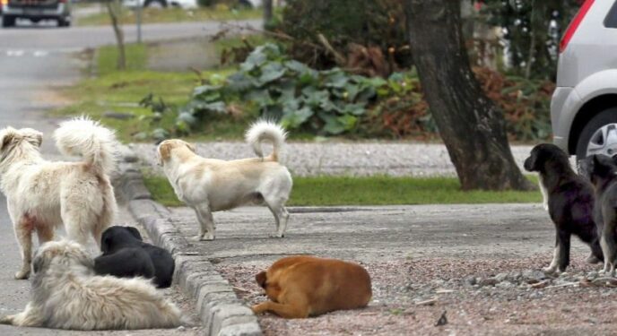 Município não é responsável por ataque de cães em praça pública