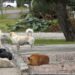 Município não é responsável por ataque de cães em praça pública