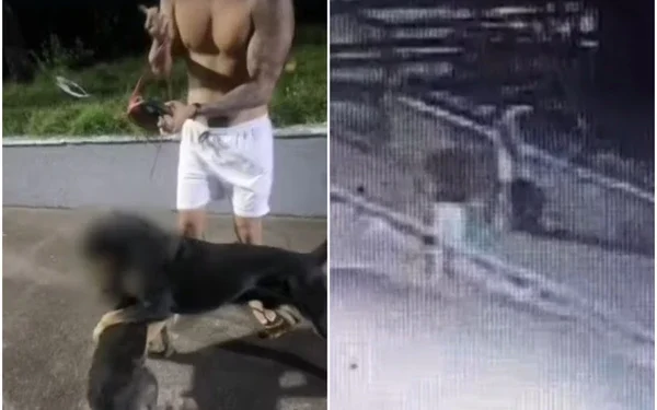 Ataques de rottweiler deixam 3 cães mortos na Bahia