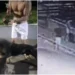 Ataques de rottweiler deixam 3 cães mortos na Bahia