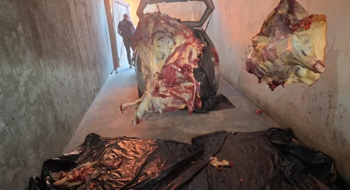 PC prende 11 por venda de carne de gado furtado na Bahia
