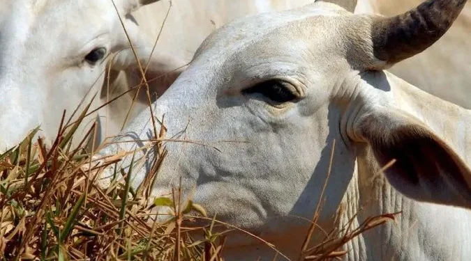UE inicia veto à carne do Brasil nesta quinta-feira, 3