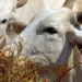 UE inicia veto à carne do Brasil nesta quinta-feira, 3