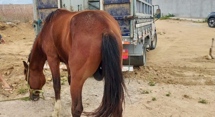 Dois homens são presos em flagrante por receptação de animais furtados na Bahia
