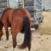 Dois homens são presos em flagrante por receptação de animais furtados na Bahia
