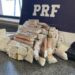 PRF apreende 503 ampolas de mounjaro de origem estrangeira na Bahia