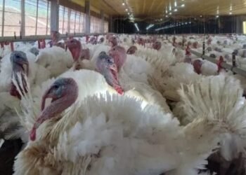 México suspende importação de produtos avícolas do Brasil